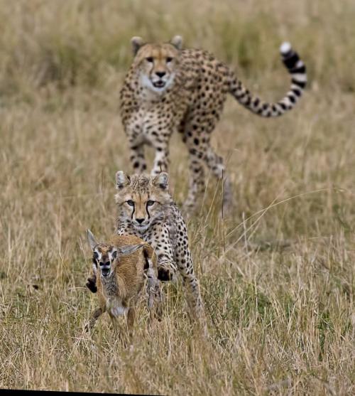 До чего умилительное фото "Детёныш гепарда играет с другом"