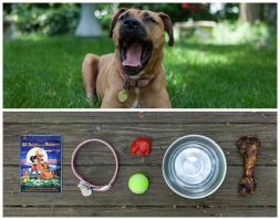 мне больше интересно зачем собаке сказки для детей :)