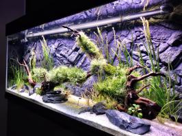 Обожаю аквариумы ,  до морских еще не дорос , но если честно мне больше нравятся природные пресные аквариумы в стиле  Такеши Амано 

а это мой пресный