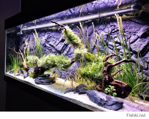 Обожаю аквариумы ,  до морских еще не дорос , но если честно мне больше нравятся природные пресные аквариумы в стиле  Такеши Амано 

а это мой пресный