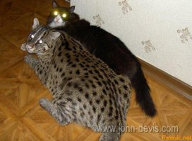 Самый правильный  - Двортерьер!
А вообще, я фанатею от Камышового, такого заводить конечно - 300 раз подумать нужно, но харрррошш! Хищный, сцуко, настоящий зверь!