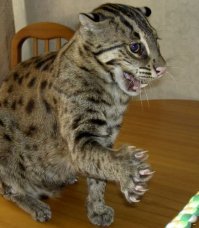 Самый правильный  - Двортерьер!
А вообще, я фанатею от Камышового, такого заводить конечно - 300 раз подумать нужно, но харрррошш! Хищный, сцуко, настоящий зверь!