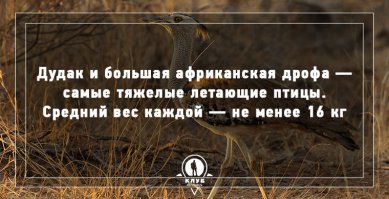 Какие жирненькие гуси!!!