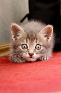 Муж пошел на рынок за картошкой и принес это чудо