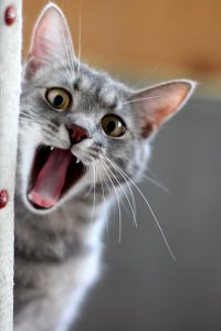Муж пошел на рынок за картошкой и принес это чудо