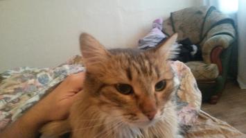 А у меня 3D фишка сейчас происходит) читаю пост, а Муска "молочный шаг" исполняет))