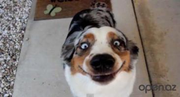 "из всех животных кого я знаю, чувство юмора я только у котов наблюдал и у лошадей"

Че, серьезно?