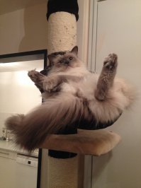 А вот мой Котэ, думает что бы нашкодить ещё!!!