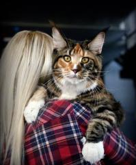 Всем, кто ожидал увидеть кота, а не рысь)))))