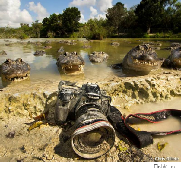 крокодил подумал - ну если не черепаха тогда фотограф