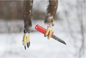 Форель-терминатор   