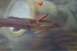 Форель-терминатор   