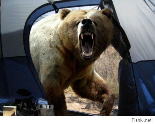 Последнее фото Мошио Хирошино, известного японского фотографа дикой природы. Растерзан медведем на просторах Камчатки 8 августа 1996 года. Перед смертью он решил сделать свой лучший кадр…