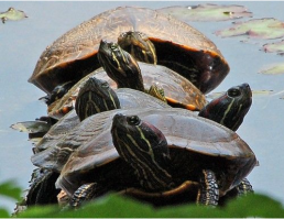 Животные решивших оседлать своих собратьев