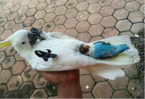 Животные решивших оседлать своих собратьев