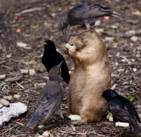 Животные решивших оседлать своих собратьев