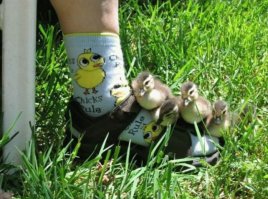 Животные решивших оседлать своих собратьев