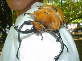 Животные решивших оседлать своих собратьев