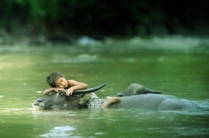 Животные решивших оседлать своих собратьев