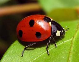 Сто лет уже даже майских жуков не видел. Зато видел много вот таких вот, даже зимой)Наимилейшие создания)