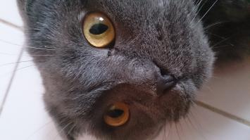 Как ножом по сердцу, ровно неделю назад, наш кот умер, я до сих пор чувствую себя разбитым, хоть и стараюсь отвлечься от этих мыслей. Заботтесь о своих любимцах, они всегда вас радуют, как бы они не хулиганили но в их маленьких тельцах, так же бьется сердечко как и у всех людей. Они все понимают и любят вас.