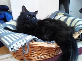 Вот тоже спасёнышь найдёнышь. 4,5 года уже снами!