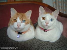 Уникальный окрас