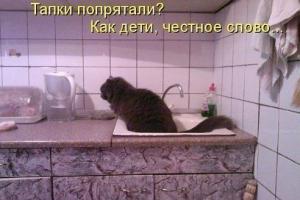 Болтливая кошка