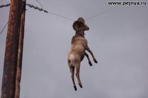 КАК ??? И зачем?