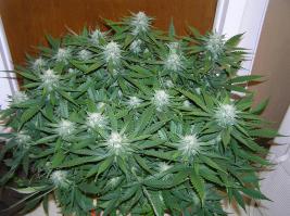 Поддерживаю! Особенно вот такой хорош!