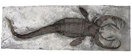 Напомнило личинки чужих из одноименного фильма.