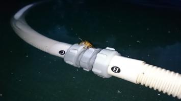 Тоже внесу свою лепту. Купили бассейн на участок, ну и завёлся там один настырный жук-плавунец. Никак не хотел он изводиться даже хлоркой. Вымахал сантиметров до трёх-трёх с половиной. Как-то в очередной раз начали мы с батей чистить дно бассейна специальным пылесосом. Шланг от него вы видите на фото. И этот, наглец так сказать, залез на него и начал нырять и всячески резвиться. В конце концов, он сидел-сидел, видимо отдохнул, взял и УЛЕТЕЛ. Честно, я не был в курсе что плавунцы летают, ну да не важно. Повезло сфотографировать его на старте, во всей красе. Пара фоток, как он сидит и одна как взлетает. С учётом того, что фоткал на нокию 3310 - качество получилось не самым плохим.