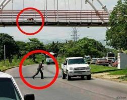 Они еще и умнее некоторых человеческих особей.