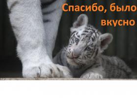 Тащь ст. лейтенант, тут эта! Тигр стоит...