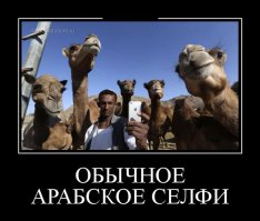 Даже у верблюдов есть айфон