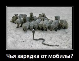 Питбуль ценой своей жизни спас двух женщин от ядовитой кобры  