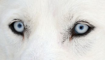 Поразительно красивые глаза реальных людей 