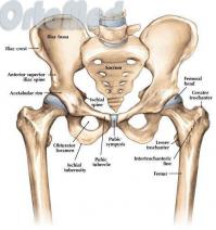 Ну ТП-шкам, которые выдристав личинку, любят орать о всезнании вопроса, не объясняют такое. Это вопрос анатомии и физиологии, и освещается он в медицинской литературе. Существует неподвижные(напр. кости черепа за искл. нижней челюсти), подвижные (напр. конечности) и частично подвижные суставы, например лобковый сустав тазового пояса. От степени его частичной подвижности зависит способность родового канала расширяться во время родов.
Я думаю вам лучше продолжить "чуть не подавливаться" и умничать на форумах для туповатых мамочек, которые часов 10 в сутки соревнуются в том, кто лучше все знает.

Pubic Sympysis на изображении.