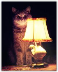 Не гневи прапорщика