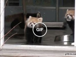 Что за зверек?