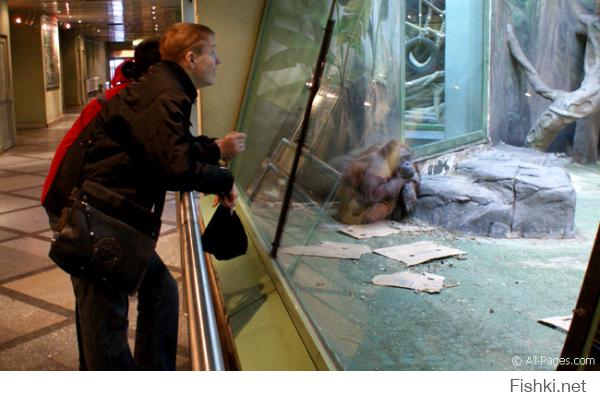 Все правильно, мартышки должны быть за стеклом, в Московском зоопарке именно так
