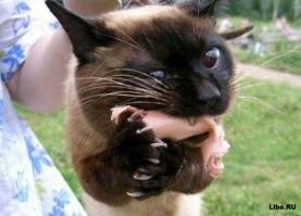 Моя любимая картинка