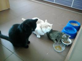 Кормление нового члена семьи... все спасеныши :)