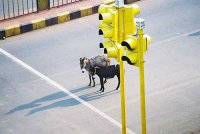 Как получают водительские права в Кабуле