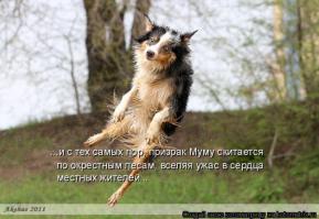 Точно подобранные фотографии собак
