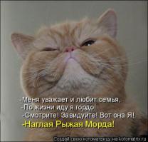 Все рыжие коты наглые сволочи