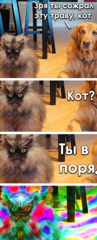 Адские коты, являющиеся истинным воплощением зла