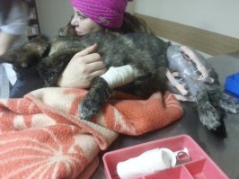 Не переводите больше денег! Я внизу написал уже, сколько люди пожертвовали

Вот и сам пес