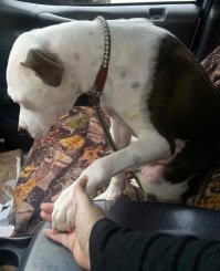 Этот по ходу наш, российский. Всё ему не то