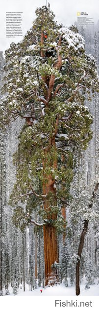 В журнале National Geographic Россия, номер за декабрь 2012 фото секвойи в "полный рост" и статья как это сделали.  
Ссылка на фото